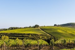 Antinori Tignanello Estate, Chianti, Tuscany, Italy